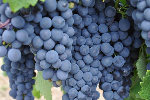 Barossa Valley Cellar Doors Luxury Wine Tour - Australia Accommodation 4