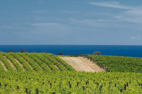 McLaren Vale Winery Small Group Tour With Wine Tasting And Lunch - Australia Accommodation 4