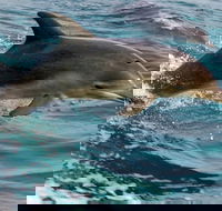 1.5HR Mudjimba Island Wildlife Safari - Australia Accommodation