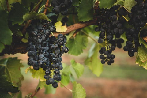 Hideaway Private Tours Hunter Valley- Indulgence Wine Tour (Full Day) - Australia Accommodation 3