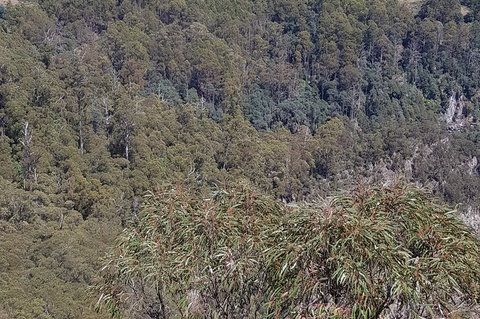 Leven Canyon Day Trip Including Wings Wildlife Park Or Gunns Plains Caves - Australia Accommodation 4