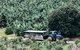 Tropical Fruit World Farm Full Tour - thumb 5