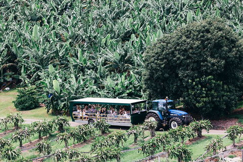 Tropical Fruit World Farm Full Tour - Australia Accommodation 5