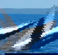 Mooloolaba Whale Watching Tour - Australia Accommodation