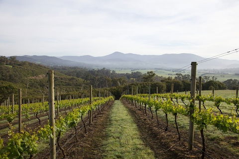 Yarra Valley 2-6 Guests Premium Food And Wine Inc Lunch At Dominique Portet - Australia Accommodation 1