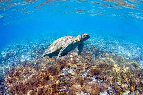 Great Barrier Reef Day Cruise To Reefworld - Australia Accommodation 5