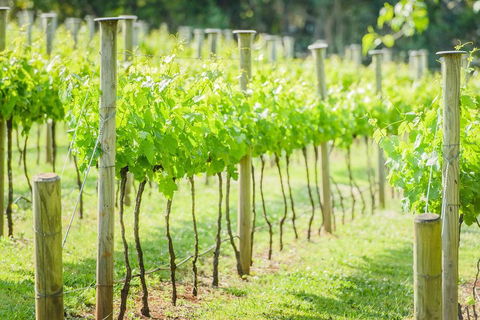 Deluxe Winery Tour To Tamborine Mountain, Includes Gourmet Two Course Lunch - Australia Accommodation 5