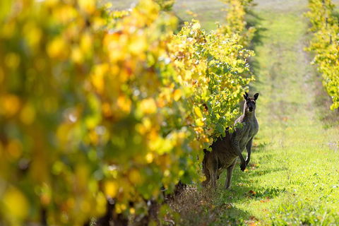 Margaret River 3 Day Escape - Australia Accommodation 4