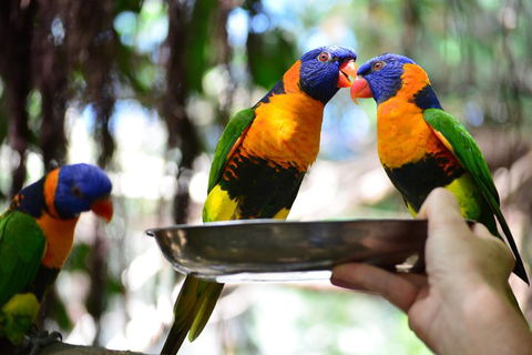 Wildlife Habitat Port Douglas - Australia Accommodation 0