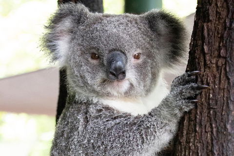 Wildlife Habitat Port Douglas - Australia Accommodation 1