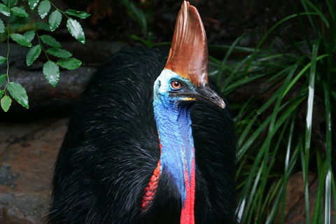 Wildlife Habitat Port Douglas - Australia Accommodation 3