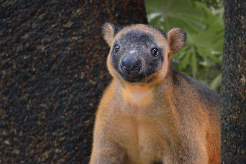Wildlife Habitat Port Douglas - Australia Accommodation 5
