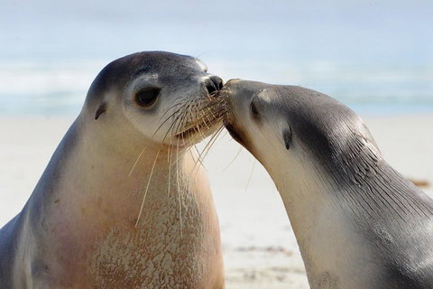 2 Day Ultimate Kangaroo Island With Return Ferry - Australia Accommodation 2