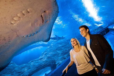 Dive With Sharks At AQWA - Australia Accommodation 0