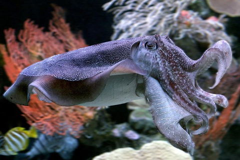 Dive With Sharks At AQWA - Australia Accommodation 1