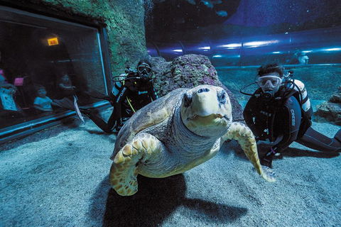 Dive With Sharks At AQWA - Australia Accommodation 2