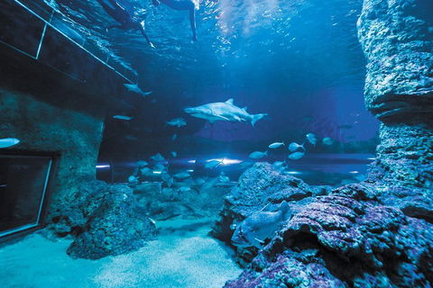 Dive With Sharks At AQWA - Australia Accommodation 3