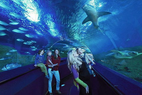Dive With Sharks At AQWA - Australia Accommodation 5