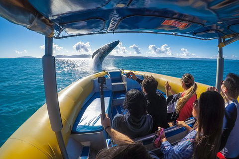 Ocean Rafting Tour To Whitehaven Beach, Hill Inlet Lookout & Top Snorkel Spots - Australia Accommodation 4