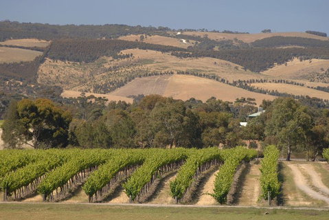 McLaren Vale And Glenelg Wine Tasting And Sightseeing (Half-day Afternoon) - Australia Accommodation 2