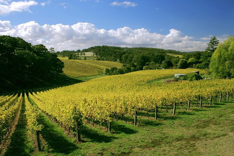 McLaren Vale And Glenelg Wine Tasting And Sightseeing (Half-day Afternoon) - Australia Accommodation 4