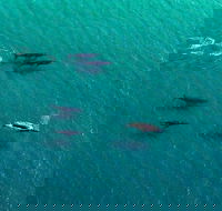 40-45 Minute Port Stephens and Stockton Beach Helicopter Flight - For 2 - Australia Accommodation