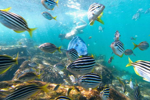 Manly Snorkel Trip And Nature Walk With Local Guide - Australia Accommodation 2