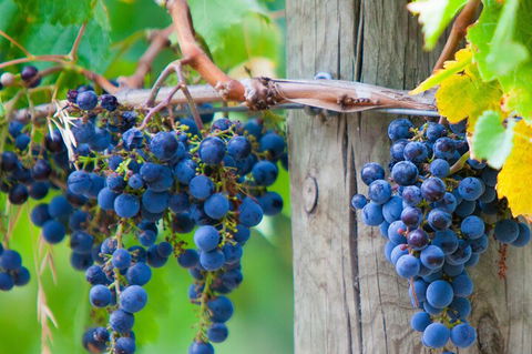 Yarra Valley, Dandenong Ranges Inc. Lunch With Wine,plus Morning Tea,chocolate - Australia Accommodation 0