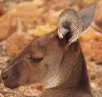 Australian animals Seascape and Sunset Photography Tour - Australia Accommodation