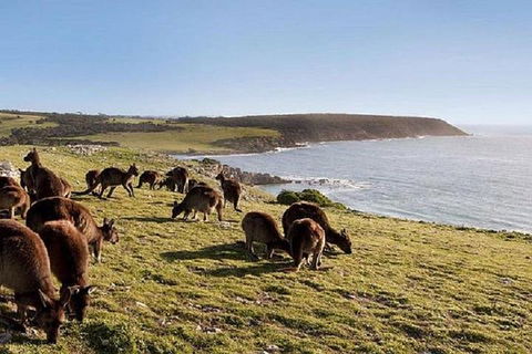 Kangaroo Island Personal Group Tours - Australia Accommodation 0