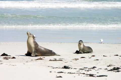 Kangaroo Island Personal Group Tours - Australia Accommodation 3