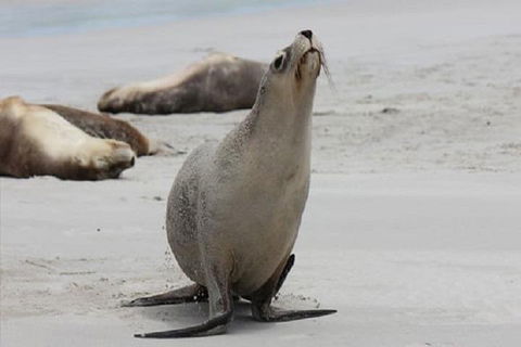Kangaroo Island Personal Group Tours - Australia Accommodation 4