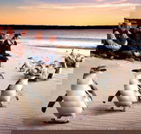 Private Tour Penguin Parade Phillip Island Tour. - Australia Accommodation