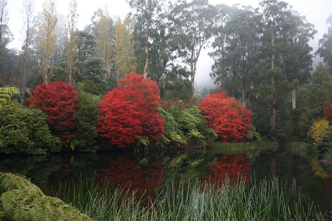 LGBT+ Friendly Full Day Yarra Valley & Dandenong Ranges Private Tour - Australia Accommodation 2