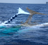 Whale Watching Jervis Bay - Australia Accommodation
