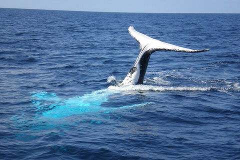 Whale Watching Jervis Bay - Australia Accommodation 0