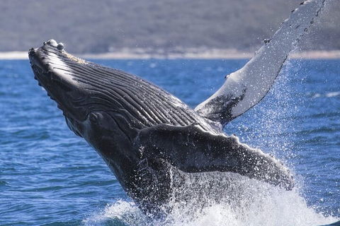Whale Watching Jervis Bay - Australia Accommodation 2