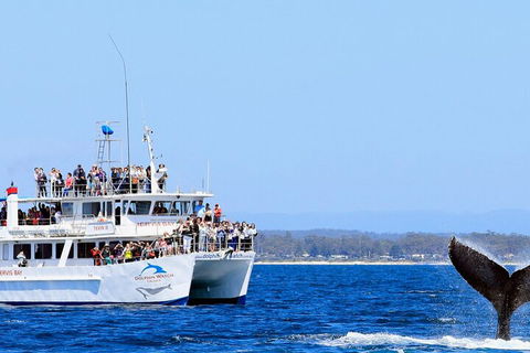 Whale Watching Jervis Bay - Australia Accommodation 4