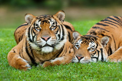 The Ultimate Gold Coast Attractions Pass - Australia Accommodation 2