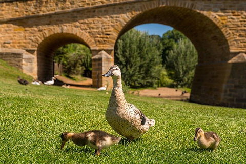 Richmond Historic Afternoon Tour From Hobart - Australia Accommodation 1