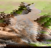 Private Ballarat and Sovereign Hill Tour from Melbourne - Australia Accommodation