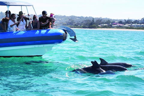 Southern Ocean Adventure From Victor Harbor - Australia Accommodation 2