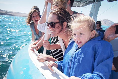 Southern Ocean Adventure From Victor Harbor - Australia Accommodation 4