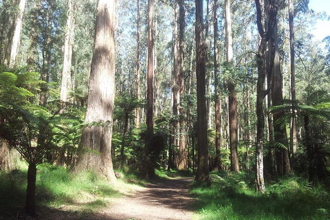 Dandenong Ranges Private Tour Including William Ricketts Sanctuary - Australia Accommodation 0
