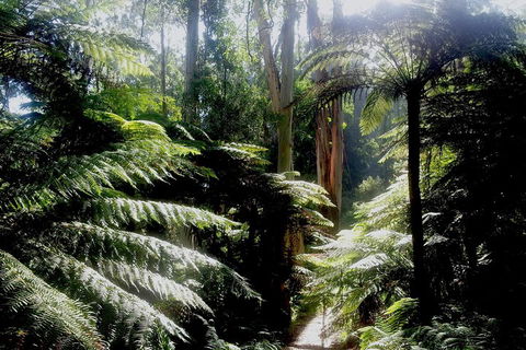 Dandenong Ranges Private Tour Including William Ricketts Sanctuary - Australia Accommodation 1