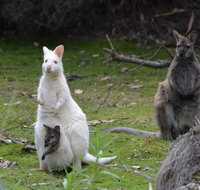 Full-Day Guided Bruny Island Tour from Hobart - Australia Accommodation