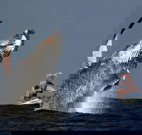 Sydney Harbour Tall Ship Whale  Sail - Whale Watching Cruise - Australia Accommodation