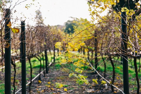 Australian Wine Discovery Tour Ticket - Australia Accommodation 4