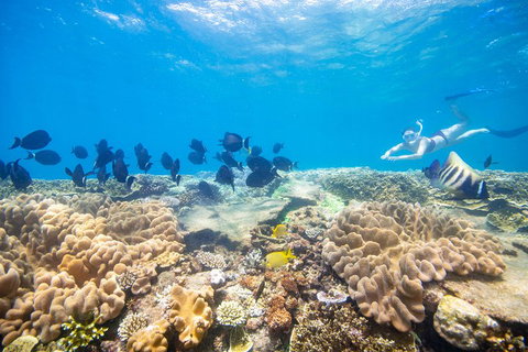 Outer Reef Pontoon Experience From Cairns - Australia Accommodation 4