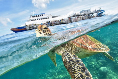 Outer Reef Pontoon Experience From Cairns - Australia Accommodation 5